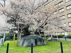 Visit The Ishiwarizakura(石割桜)