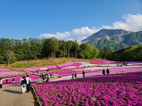 羊山公園の芝桜が見頃です♪
