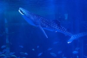 来て・見て・触れる　GWはのとじま水族館へ！