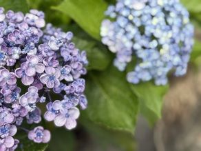 6月は紫陽花の季節