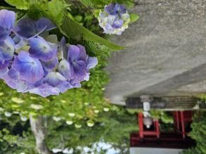あじさい情報【 日運寺 】