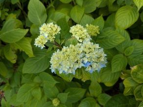 龍舞崎周辺～あじさいロード 紫陽花開花状況①