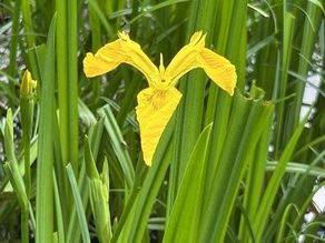 小さな湿原で菖蒲をお花見✨