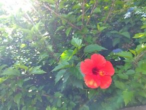 あいあい岬に咲くお花