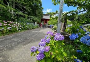 あじさい最新情報【 日運寺 】