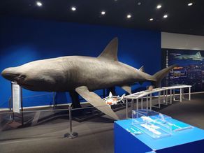 日本唯一　サメの博物館　シャークミュージアム