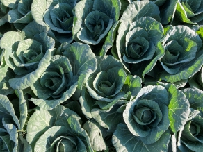 もうすぐ嬬恋高原野菜たちの収穫が最盛期を迎えます！
