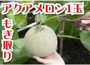 新登場!『アクアメロン1玉もぎ取り付きプラン』