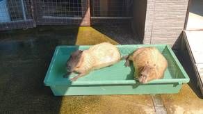 イングランドの丘で動物たちに会いに行こう