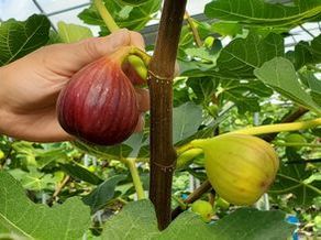 全国でも珍しい『いちじく狩り』体験