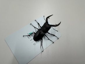 この夏出会った夏の昆虫たち