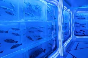 涼を求めて「氷の水族館」