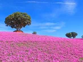 マザー牧場の『ペチュニア』