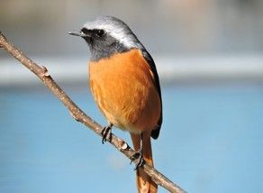 そろそろ来るかな「ジョウビタキ」