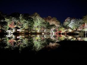 ライトアップされた紅葉