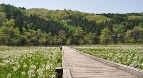 姫川源流・親海湿原（長野県白馬村）