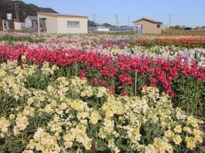 白間津のお花畑 🌼開花状況🌼