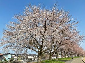 春が待ち遠しい！桜開花予想発表♪