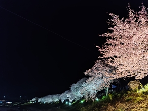 夜桜が綺麗ですよ