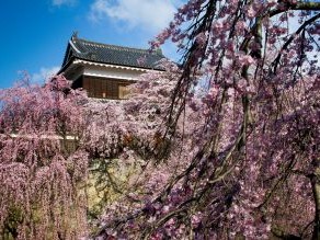 冬はつまごい、春はうえだで過ごす理由がある。