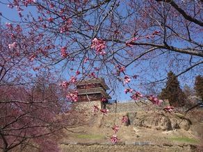 上田城千本桜まつりと現在の開花状況
