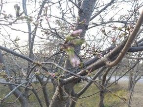 園地の桜🌸開花情報