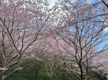 佐久間ダム湖 親水公園でお花見はいかが?