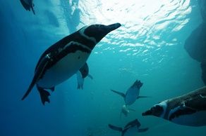 【飼育数日本一】🐧マゼランペンギンに会える！うみがたり🐧