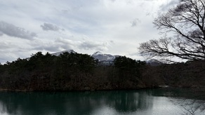 今年も芽吹く準備を