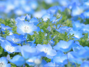 【渥美・浜松】春～初夏のイベント・観光情報【豊川・伊勢】