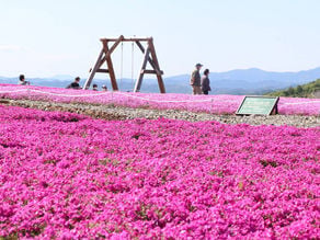 そろそろ始まる!「茶臼山高原芝桜まつり」