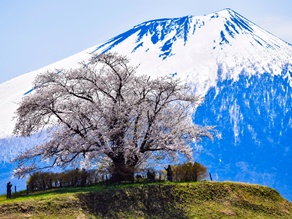 岩手にも桜の波が一気にきてます！