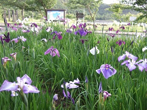 初立池公園のしょうぶとアジサイ【2026年中旬頃から】