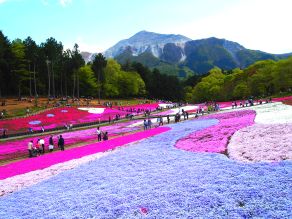 羊山公園の芝桜が見頃を迎えました！