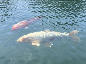 毘沙門沼に行ってきました