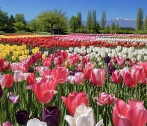 北アルプス×花！安曇野で楽しむチューリップとネモフィラの絶景