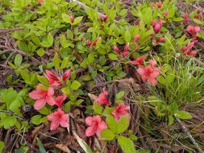 ツツジが咲き始めました！