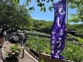 初夏の風物詩　「花菖蒲」と「紫陽花」
