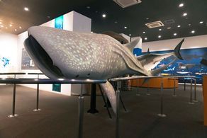 日本で唯一 サメの博物館~シャークミュージアム~