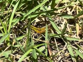 鳴き虫発見‼ ナキイナゴ