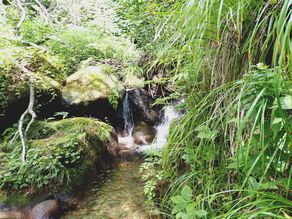 【観光スポット】奥大山の水! 木谷沢渓流がおすすめ