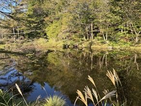 隠れスポット!! 秋、風のない朝に水面に映る紅葉の葉