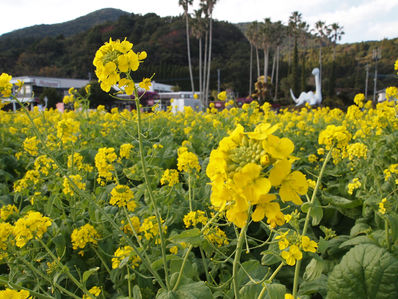 今年も菜の花の季節がやってきました ブログ 休暇村指宿 公式