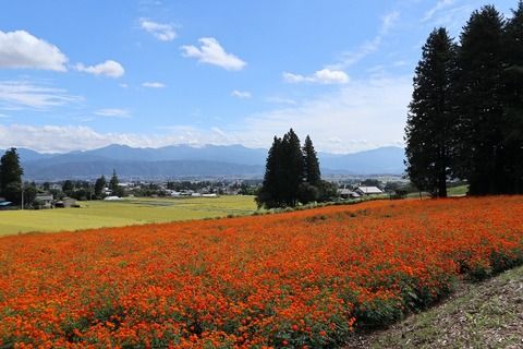 キバナコスモス