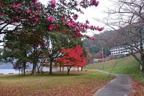 サザンカと紅葉(１１月下旬）
