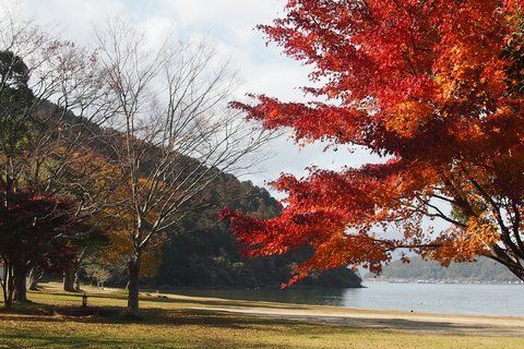 サザンカと紅葉