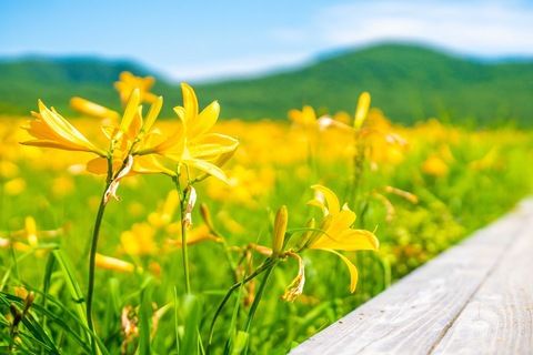 雄国沼の散策に