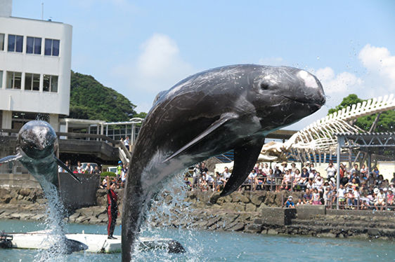 くじらの博物館