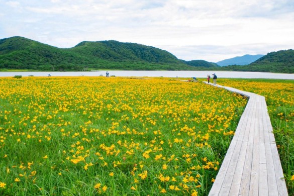 地元ガイドと行く 花の雄国沼湿原トレッキング