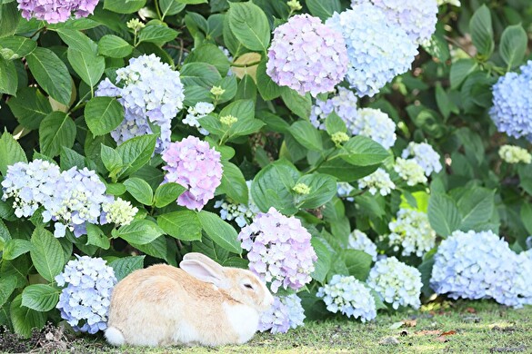 うさぎ島♪あじさいキャンペーン
